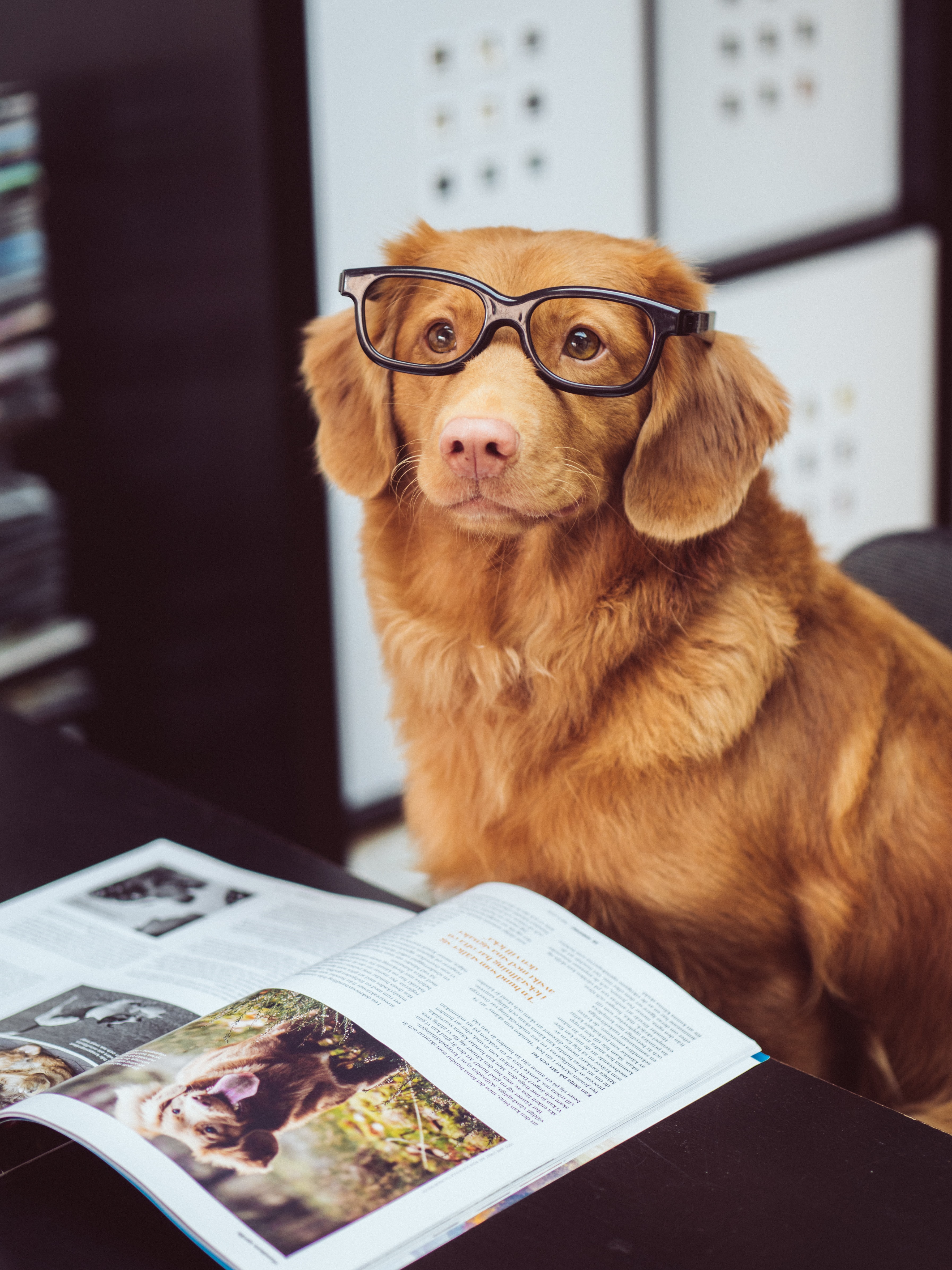 picture of a golden color dog with human reading glasses looking up with a magazine open on the table in front of what is clearly a very good dog